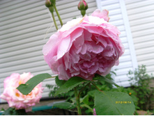 S73R2938.JPG