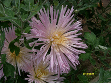 S73R2969.JPG