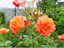 S73R2974.JPG