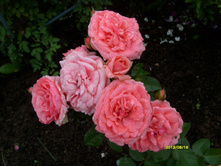 S73R2984.JPG