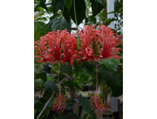 �������� ������������������� Hibiscus schizopetalus. Mast.