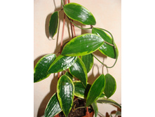 Hoya macrophylla variegata 