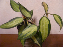 Hoya macrophylla \'Pot of Gold\' 