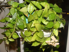 Hoya lacunosa