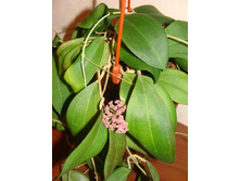 Camphorifolia