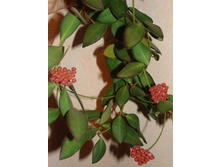 Hoya tsangii 