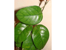 Hoya Fungii