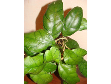 HOYA CALLISTOPHYLLA