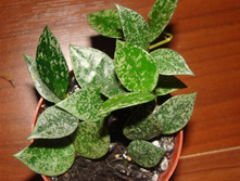 Hoya lacunosa Eskimo