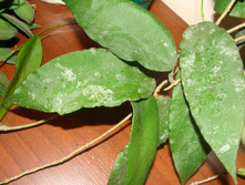 Hoya caudata 