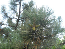 DSCN1243.JPG