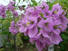 Glabra