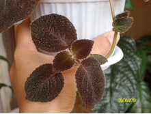 Chocolate Velour