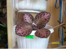 Antique Velvet