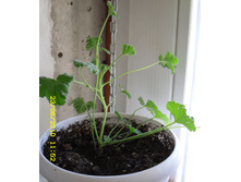 Pelargonium fragrans