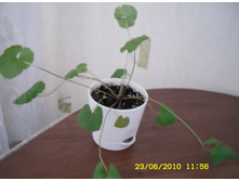 Pelargonium grossularioides (Coconut)