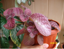Strawberry Mist