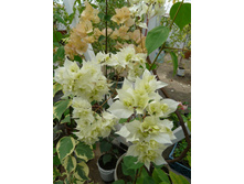 Limberlost beauty � Goldie