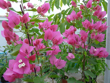 Vera Light Purple