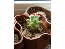 Coryphantha odorata (Cumarinia odorata)