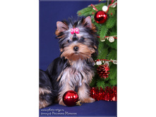18.12.2010 12:38:47