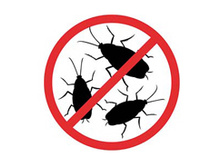 No bugs