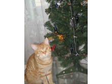 23.12.2010 12:19:06
