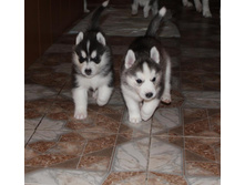 Stella Paradise Artur King Of Kamelot � Stella Paradise Akela Wolf Soverig