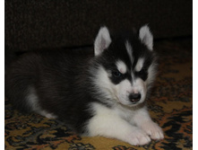 Stella Paradise Artur King Of Kamelot