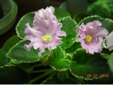 Pink Sensation