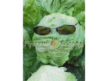 4.20 - ����� - ��������� ���