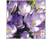11.01.2011 18:15:51