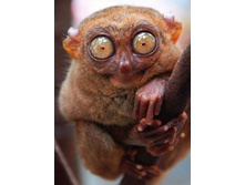 tarsier-2.jpg