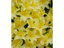 187���. ������ Knapp Hill ������ �������������.jpg