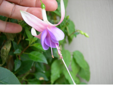 DSCN7964.JPG