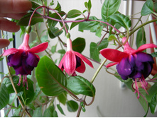 DSCN7989.JPG