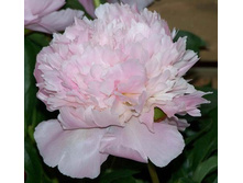 paeonia_alertie 160�.jpg