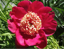 paeonia_barrington_belle 140�.jpg