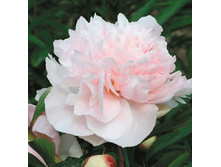 paeonia_charles_leveque 176�.jpg