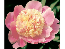 paeonia_cora_stubs 210�.jpg
