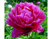 paeonia_eclatante 130�.jpg