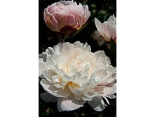 paeonia_jubilee 170�.jpg