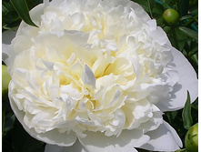 paeonia_liselotte 120�.jpg