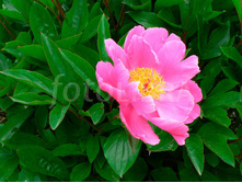 paeonia_little_medicineman 110�.jpeg
