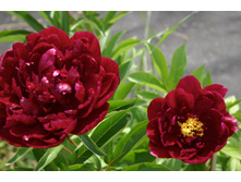 paeonia_mons_m_cahuzac 130�.jpg