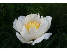 paeonia_moon_of_nippon 130�.jpg