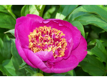 paeonia_neon 250�.jpg