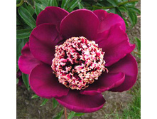 paeonia_nippon_beauty 130�.jpg