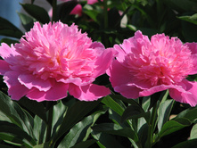 paeonia_pink 75�.jpg