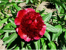 paeonia_red 68�.jpg